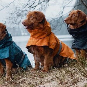 The 5 best dog raincoats in 2021, according to professional dog walkers and our testing