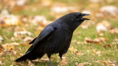 A Silicon Valley city will use lasers and a boombox to try and scare away crows after other methods failed