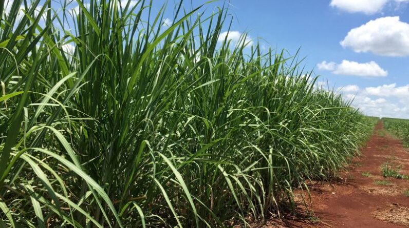 Dreyfus sees larger Brazil shift to ethanol, warns of sugar shortage