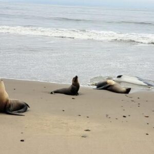What’s killing the sea lions on some of America’s safest beaches?
