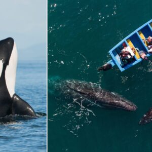 Orcas may just be the beginning. Whales and humans are likely to have more strange encounters in the future.