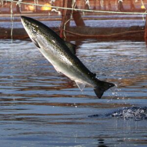 Opinion: The great salmon gamble — how Canada’s push for land-based aquaculture foundered